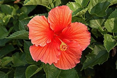 《Kingsgrave》Steam页面上线 复古塞尔达风格动作RPG